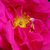 Różowy  - Róża francuska - Gallica 'Officinalis'